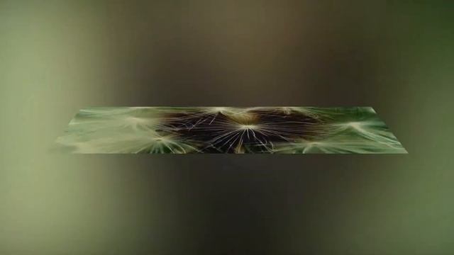 Слайд-шоу Одуванчик