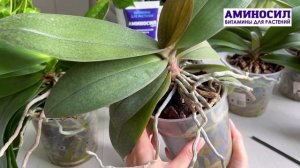 Как и когда нужно пересадить орхидею - показывает орхоман Екатерина Босова. @aminosil