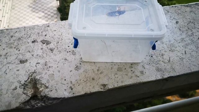 РЫЖИЙ ДОМАШНИЙ ТАРАКАН! VLOG В СОЧИ! EXO TOP смотреть онлайн