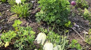 Весна,весна...Расцвели Рябчики(фритиллярии) .Сорта Альба,Шахтатный,Михайловского.Май 2021 год.