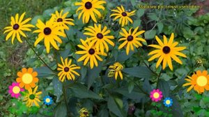 Рудбекия блестящая Голдштурм. Краткий обзор, описание характеристик, где купить рассада