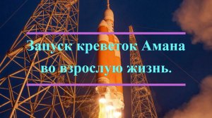 Запуск креветок Амана во взрослую жизнь