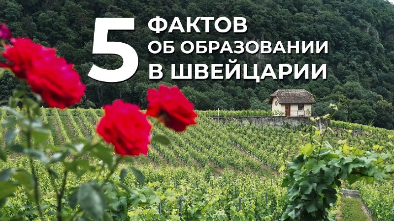 5 фактов об образовании в Швейцарии. Чем отличается система обучения детей от других стран?