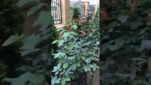 Вторая часть видео отзыв. Применение удобрения Мастер 18.18.18.