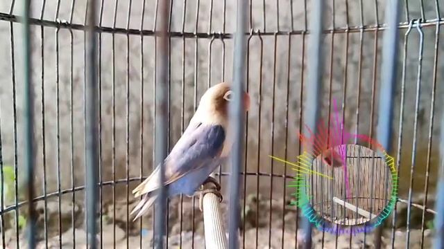 Love birds' Romantic Chirps, The Hidden Language of Love