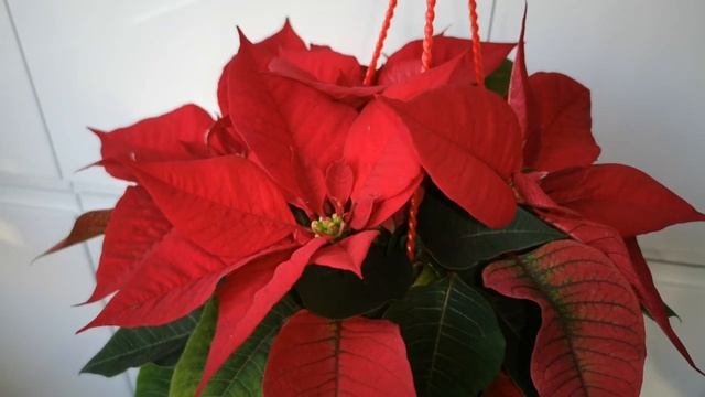 Пуансеттия или как ее называет в народе «Рождественник». Особенности и уход. смотреть онлайн