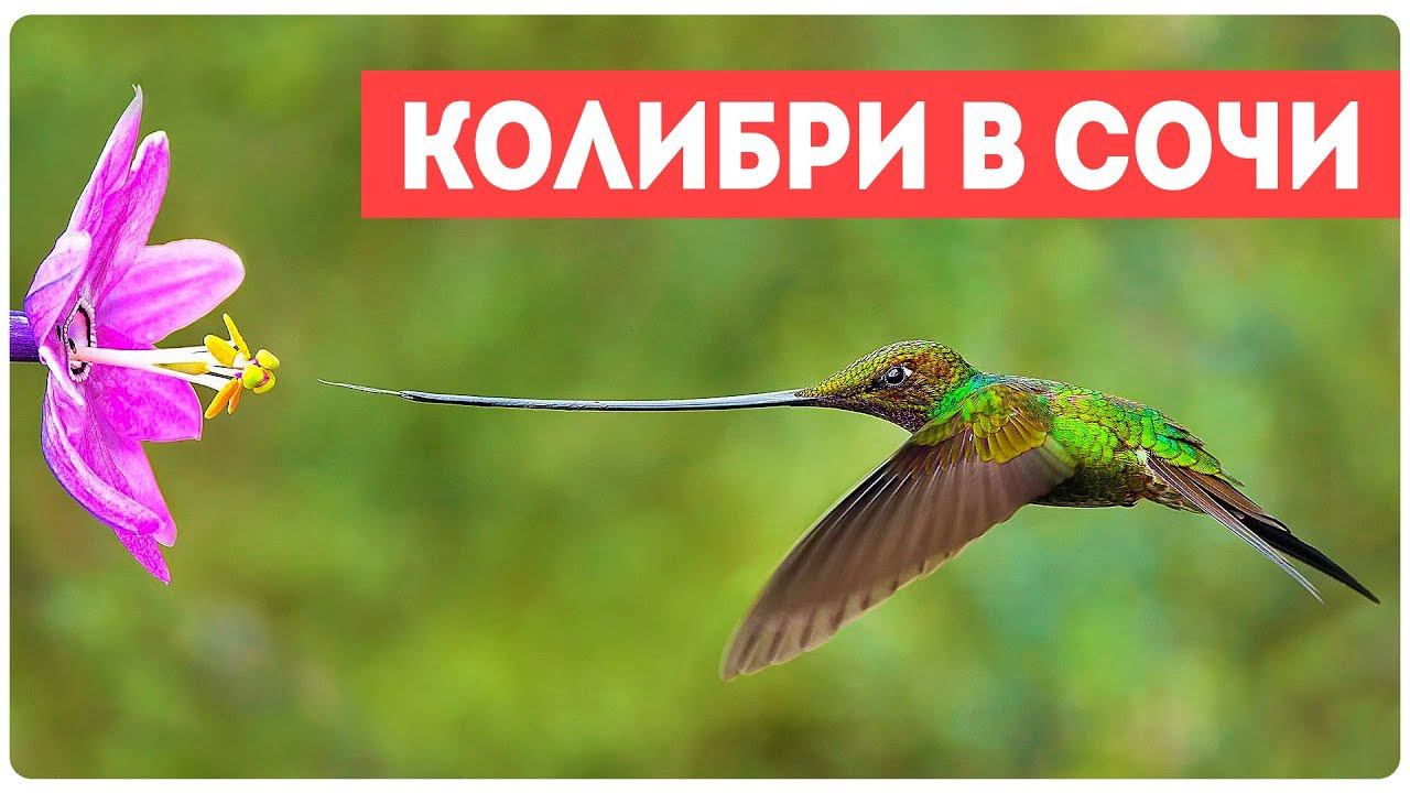 Самая маленькая птица в мире Колибри?