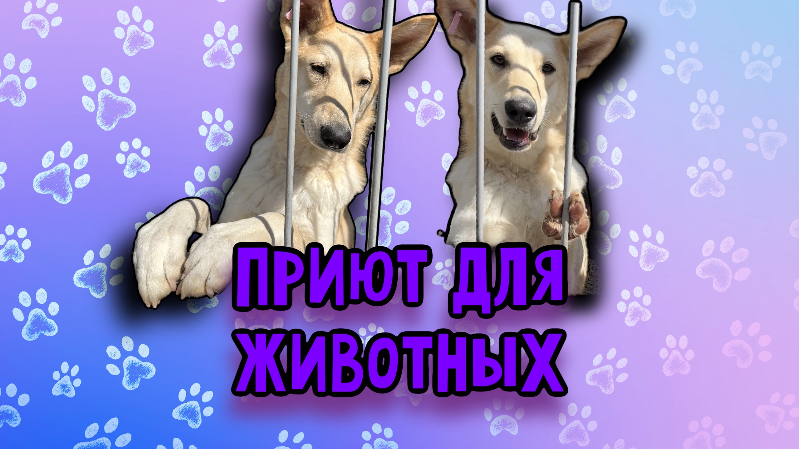 Приют для бездомных животных | Я стала волонтёром