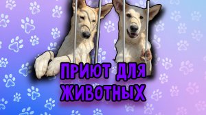 Приют для бездомных животных | Я стала волонтёром