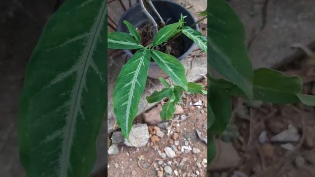 Syngonium (Arrowhead plant) # care# info# indoor plant#