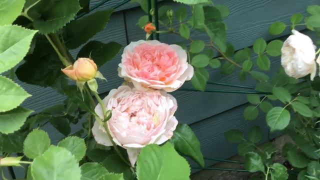 ROSE GARDEN POWER BLAST OF BLOOMS || JUNE 2023 PNW ZONE 8A