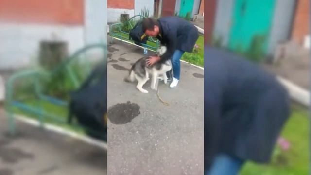 Собаки Видят Хозяев Спустя Долгое Время  2  ДО СЛЕЗ