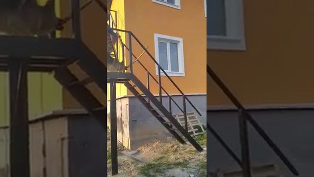 Сторожевая собака. Овчарка