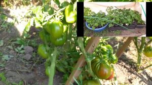 Томаты-Гномы от всходов до сбора урожая.