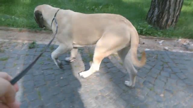 For sale Mastiff !!! На продажу англ. Мастиф !!! смотреть онлайн