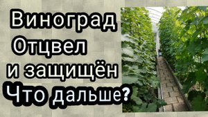 обработка винограда после цветения. виноград на 2 июля 2023г.