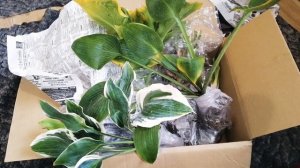 Посылка #Хосты #Лилейники