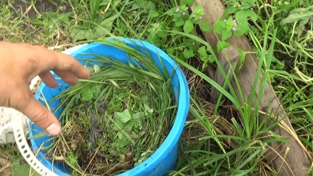 Дыня в ведре смотреть онлайн