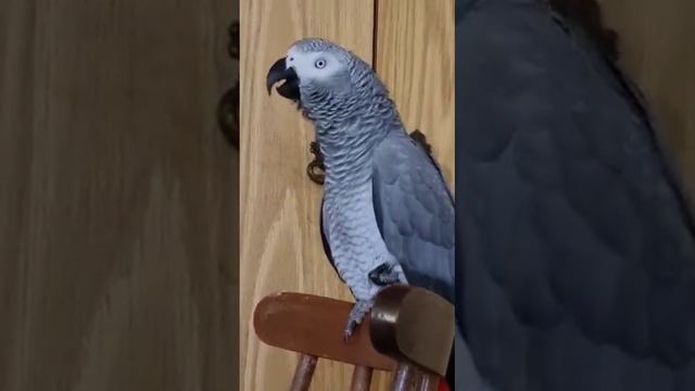 Свободу попугаям! Я кукаруся!.. смотреть онлайн