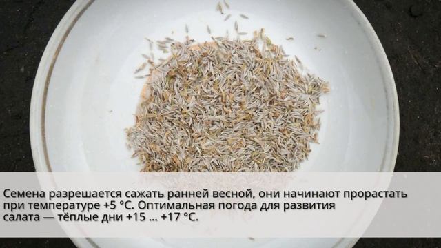 Какой салат посадить на даче смотреть онлайн