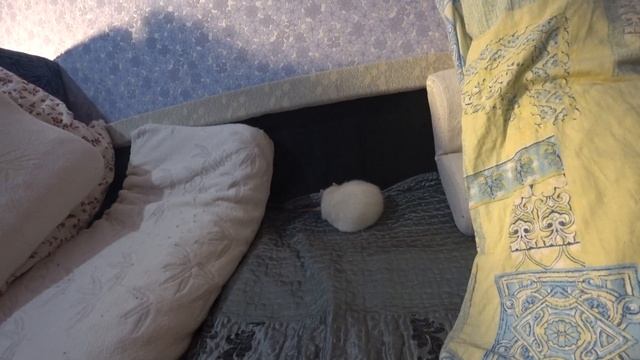 БЕЛЫЙ КРЫС "Федя". смотреть онлайн