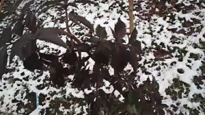 Блэк тауэ- необычная бузина