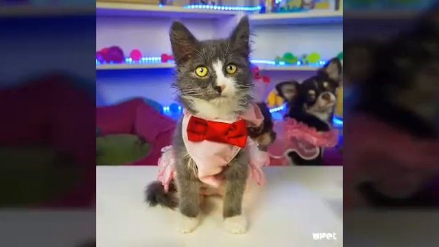 Видео про Киску Алиску ( фан Ани мэджик) смотреть онлайн