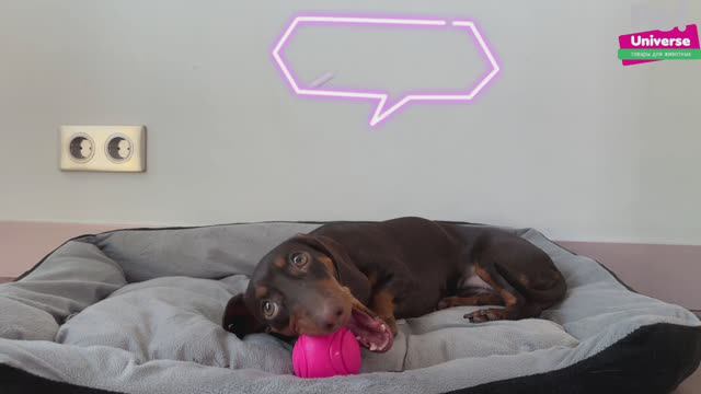 PU3051PK Игрушка для собак Pet Universe суперпрочный мячик, диаметр 5 см смотреть онлайн