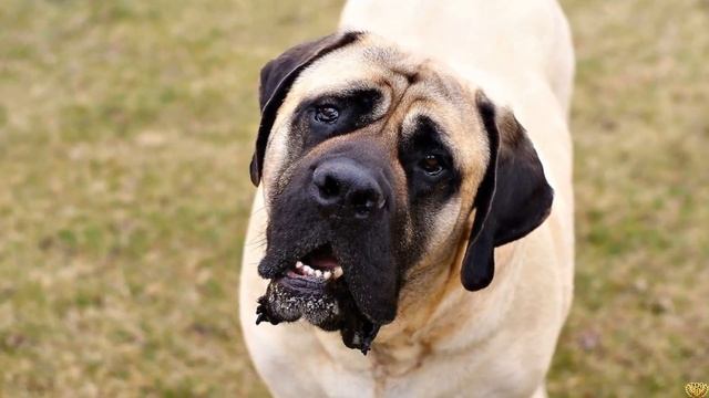 Эти псы сражались против медведя и гладиатора. Самая сильная порода собак. смотреть онлайн