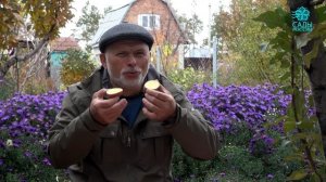 Картофель Утро раннее