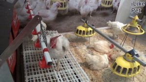 4 самые распространенные ошибки при уходе за курицами-несушками на ilikepet