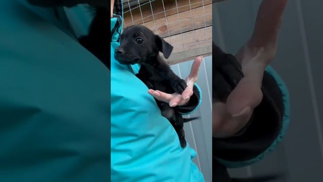 Хвостик тик-тик-тик😅 #возьмисобакуизприюта #помощьбездомнымживотным #семья смотреть онлайн