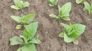 Что лучше? мототяпка, или обычная тяпка?