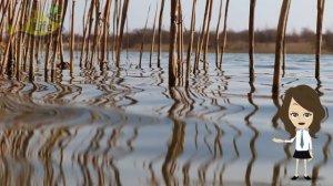 На что клюет лещ весной? Когда и на что начинает клевать лещ весной?