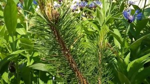 Что это цветёт? Горная сосна