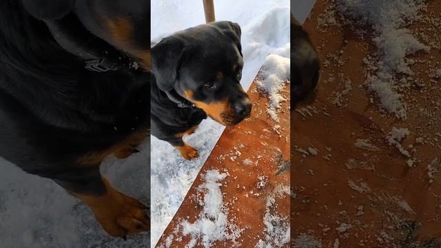 разборки с ротвейлером)
