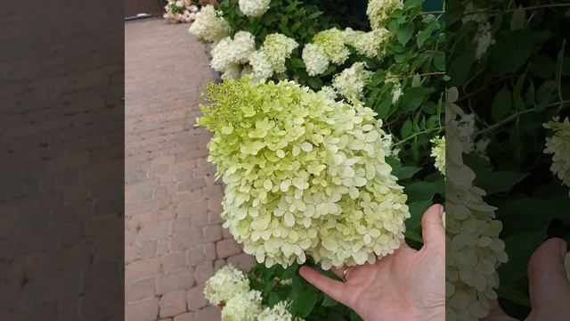 Гортензии, живая изгородь #садоксана #гортензии #малоуходовыйсад #живаяизгородьизгортензий