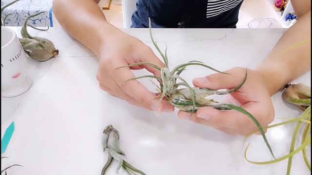 TillySpecs Ep. 2 - Tillandsia caput-medusae | Dave's Air Plant Corner смотреть онлайн