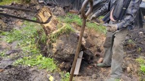 Как удалить пень и в чем разница корневой системы у березы и ели.