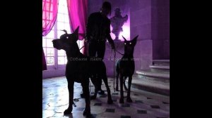 BAGARDI – Собаки лают, караван идет (Bass Boosted)