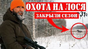 Охота на лося закрыли сезон.