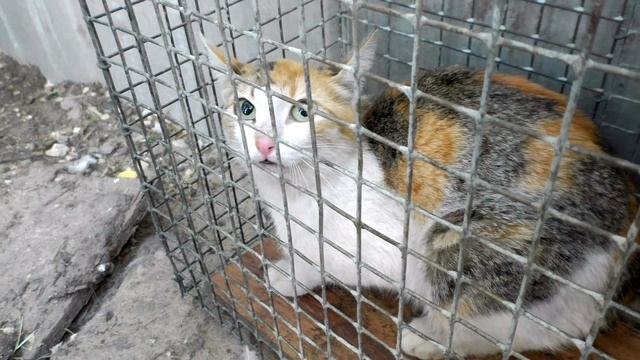 Кошка в ловушке смотреть онлайн