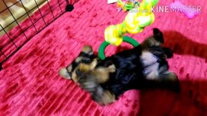 Щенки йорка 1 месяц 5дней