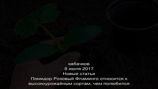 Секреты выращивания рассады кабачков – советы, особенности, рекомендации