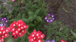 Самые ДОЛГОЦВЕТУЩИЕ цветы, посев на рассаду в марте