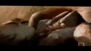 Гигантская Анаконда атакует человека гигантская анаконда против Ягуара, против Льва Анаконда против