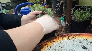 Чистотел, средство от бородавок✨