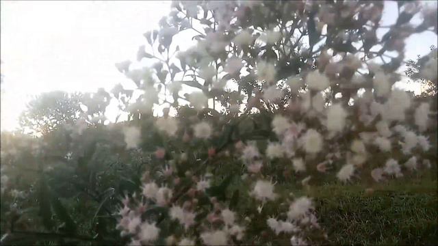 PLANTAS DO BIOMA CERRADO BRASILEIRO #cerradobrasileiro #plantas смотреть онлайн