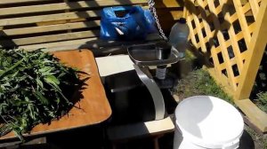 Заготавливаю иван-чай в ВЫСОКОГОРНОЙ АЛТАЙСКОЙ ТАЙГЕ