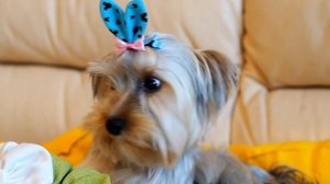 Чудесный мальчик йорк / продажа щенков йорка / Питомник йорков / Щенок йорка